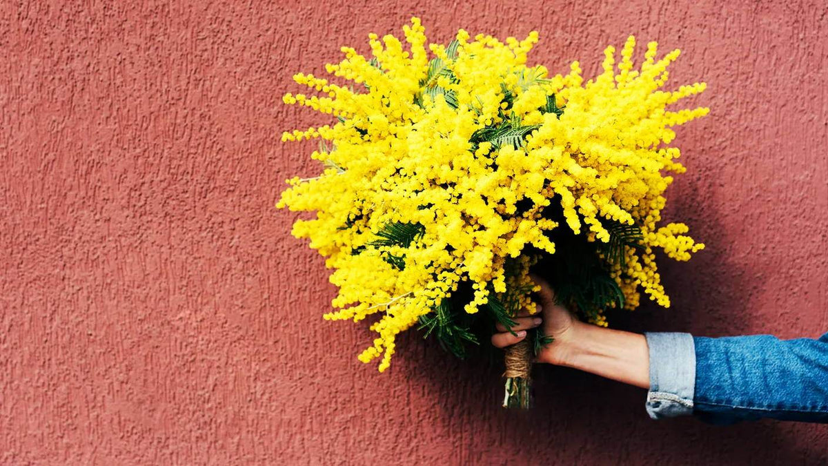 Festa della Donna: Un’esplosione di Colori e Stile! - Gianni Foti